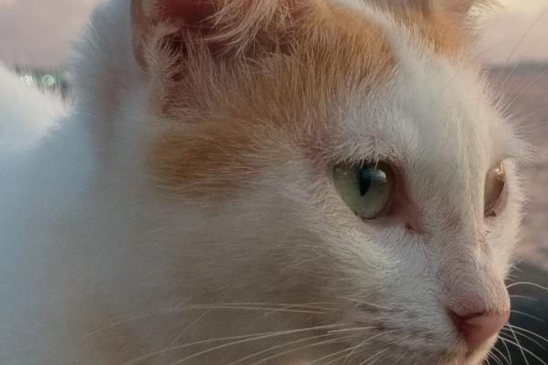 唐立淇 每日12星座运势9.5