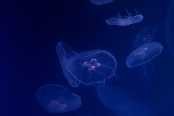 双鱼座与摩羯座的爱情运势 双鱼和摩羯配不配