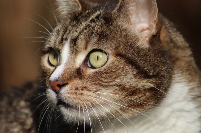 2023年9月20日生肖相冲查询 每日冲煞查询