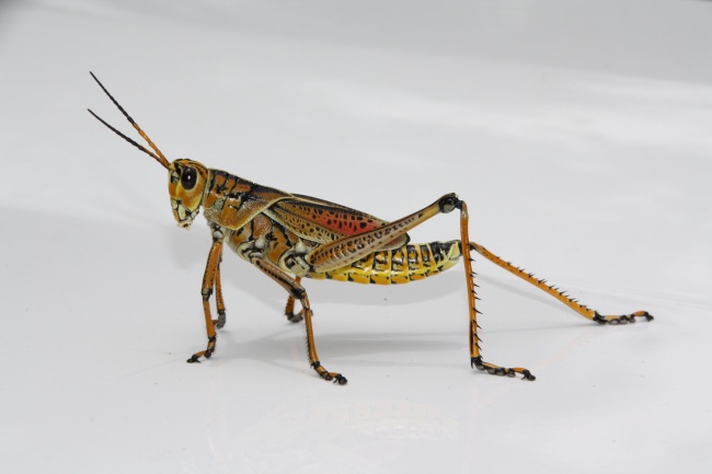 本命年要戴红绳子吗 有什么讲究