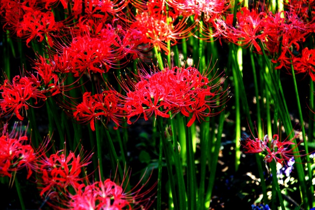 白羊女嫁给双鱼男幸福吗 会遇到什么问题