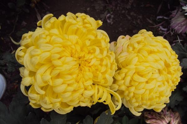 2023年9月23日冲什么属相 每日冲煞查询