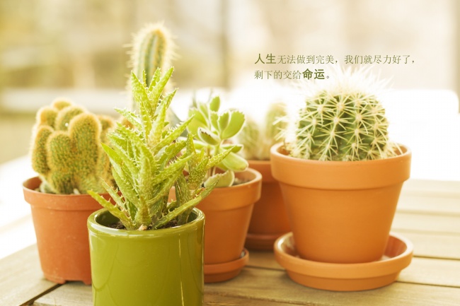 1986年属虎幸运数字 86年属虎人吉祥颜色