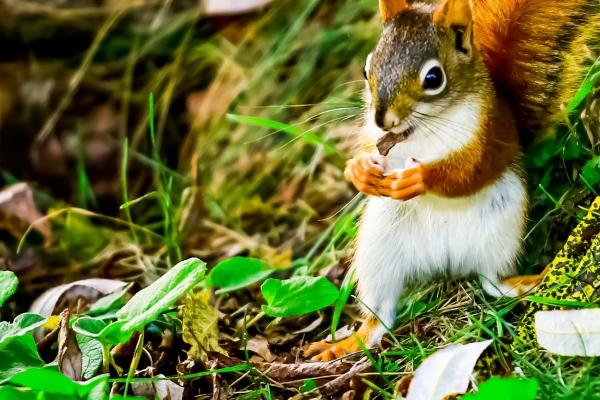 龙年最有福气的星座 龙年哪个星座的运势最好