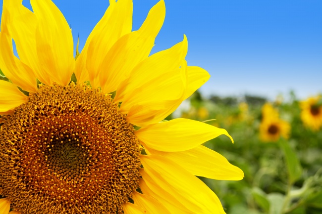 静电鱼 2023.9.11—9.17本周重要星象