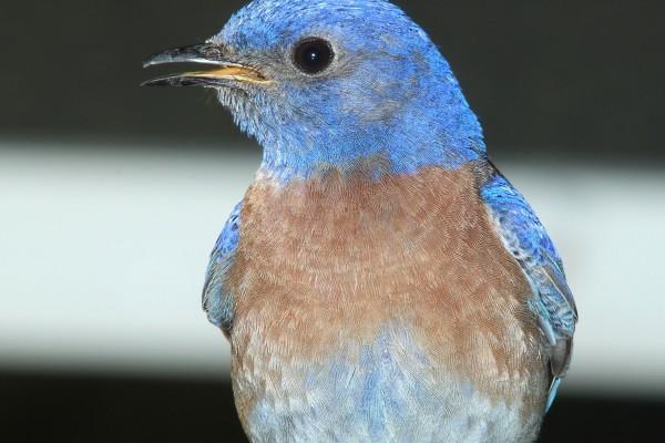 苏珊米勒 今日星座运势查询9.11