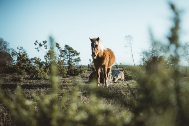 白羊座和双鱼座配不配 白羊和双鱼谁会越爱越久