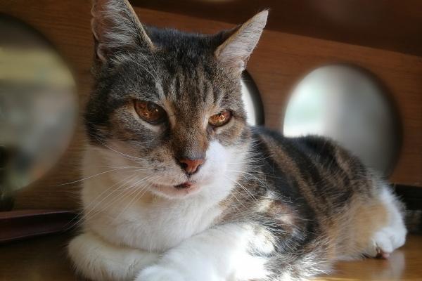 2024年属鸡的星座 双鱼座好运爆棚