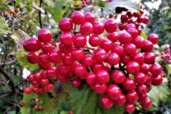 男属猴女属鸡婚配好吗 属猴人和属鸡人婚姻配对