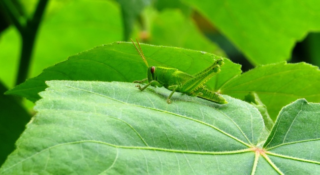 33岁属蛇女一生什么命 事业通顺健康有恙