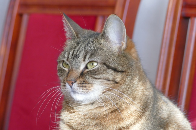 为什么说狮子别碰摩羯 摩羯狮子谁克谁