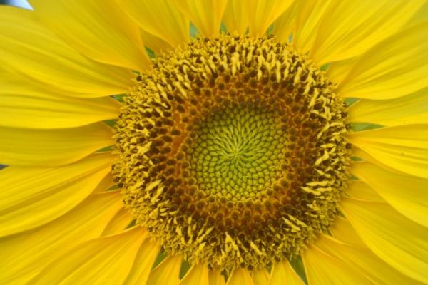 闹闹女巫 0918十二星座今日运势