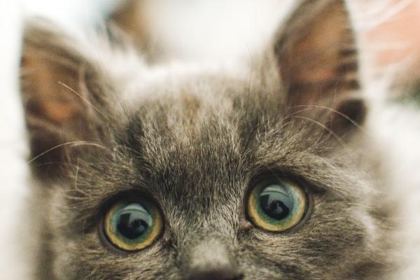 属龙人48岁是不是大劫年,属龙的48岁需要注意什么