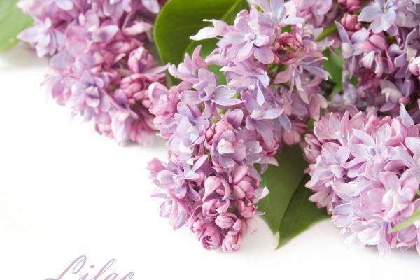 2024事业顺利的星座 有机缘会努力能上进