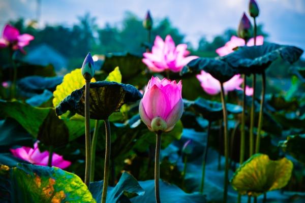 1993女鸡1994男狗婚配 属鸡女和属狗男的婚姻幸福吗