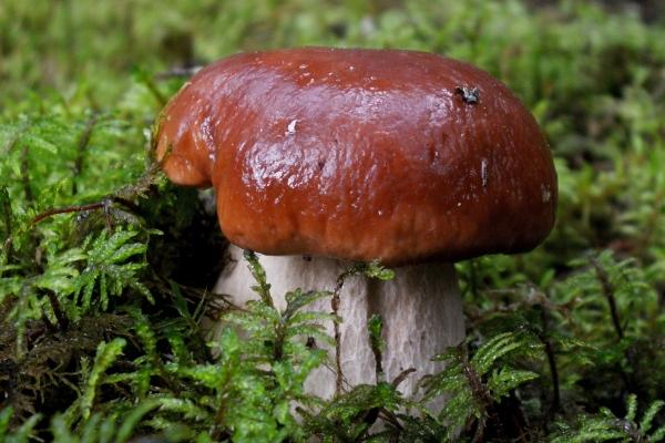 苏珊米勒 今日星座运势查询9.20