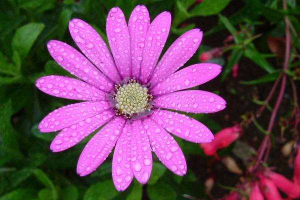 星座幸运色 2024星座的吉祥色