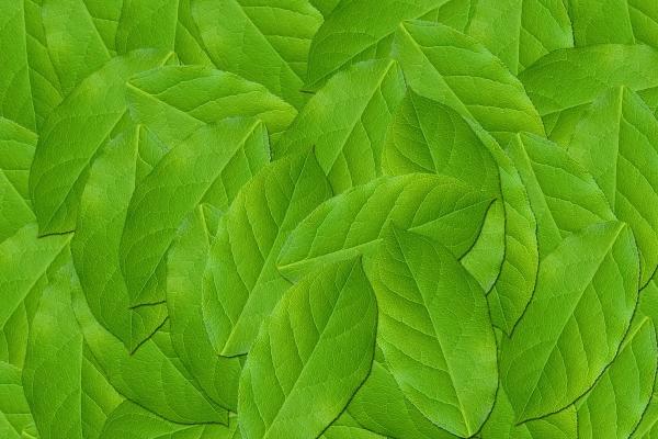 双鱼座与狮子座的姻缘 双鱼狮子做朋友如何