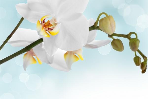 头脑最笨的星座 脑袋不精明容易被骗