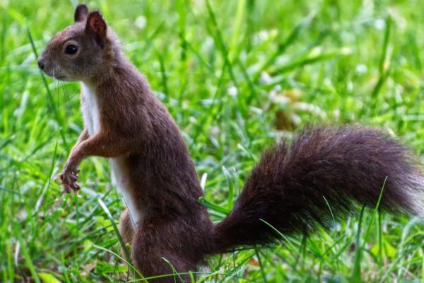 天秤座跟射手座匹配度 天秤射手配吗