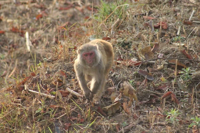 1986年属虎的最佳数字 数字2提升事业运