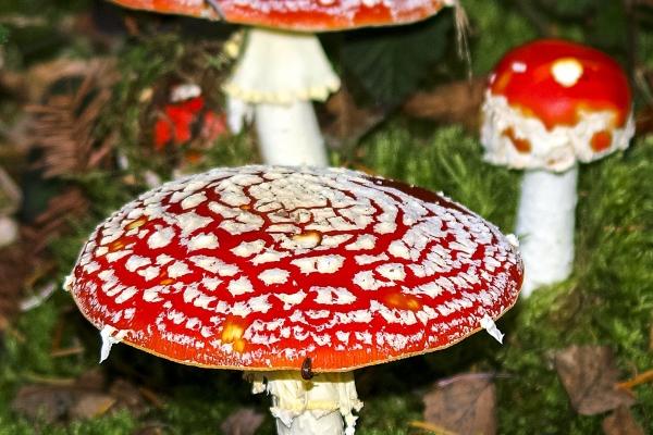 虎女蛇男婚女大三 虎女蛇男化解方法