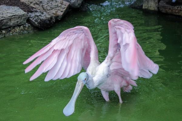 双鱼男水瓶女谁吃定谁 水瓶女吃定双鱼男