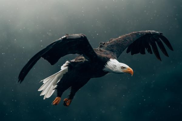 1976年属龙人的幸运数字 旺龙的植物有什么