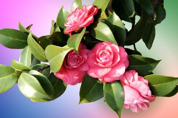 十二星座的运势2024 各星座运势如何