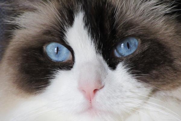 属蛇的什么数字最旺财 有什么颜色旺蛇财