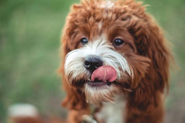 结婚是看属相还是看八字 属相和八字对婚姻的影响