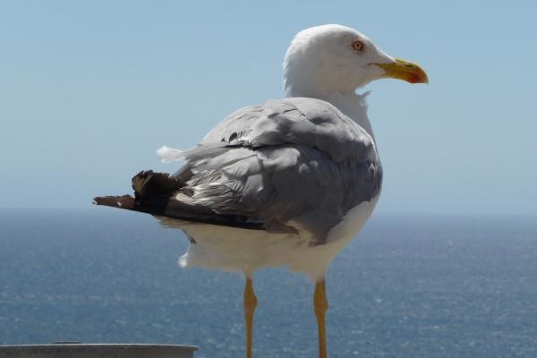 2024年最旺的星座双鱼 双鱼座彻底大爆发