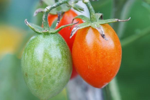 76龙男79羊女能不能白头偕老 76龙男79羊女最终结局