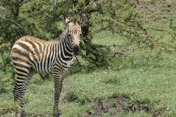 12个星座的性格大全 星座性格大盘点