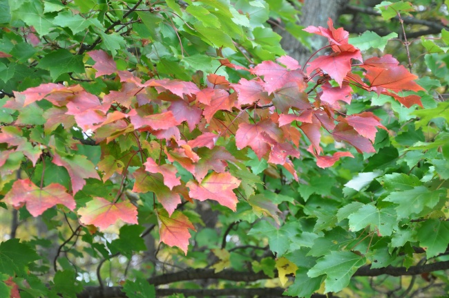 2024年适合生孩子的生肖 龙宝宝实现属鼠人心愿