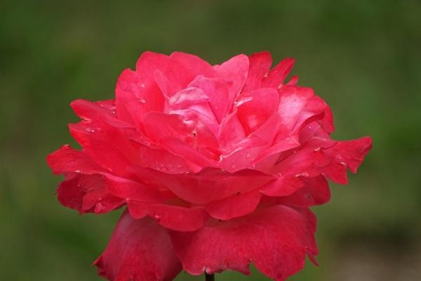 2024年桃花最多的星座哪些 脱单轻轻松松的星座