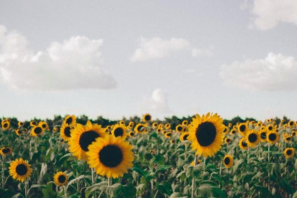 1979年出生的属什么 79年生人性格特征