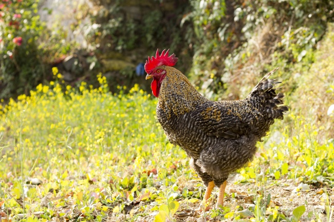 拥有凤凰命的星座女 魅力独特财运双收