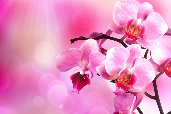 1955年属羊人2024年运势及运程男，55年69岁生肖羊2024年全年运势详解