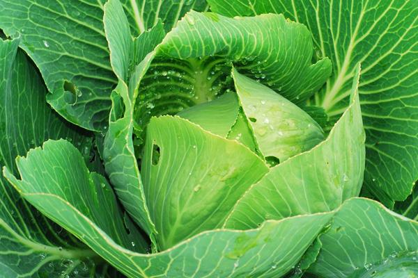 2011年属兔人2024年运势及运程女，11年13岁生肖兔2024年全年运势详解