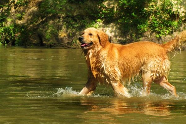 属牛人永远最旺的颜色和数字 属牛的贵人是谁