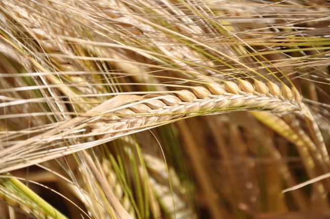 闹闹女巫 1101十二星座今日运势