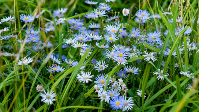 综合实力最强的生肖男 兔男综合实力不错