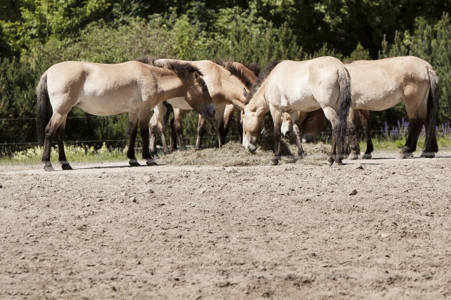 99年属兔25岁有一灾，有什么灾难