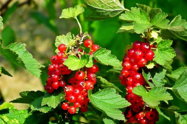 为了小三离婚的生肖男女 一生不离婚的生肖