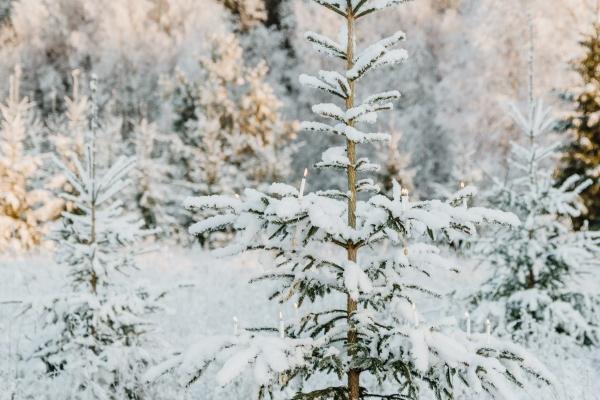 杨清华 十二生肖一周运势11.20-11.26