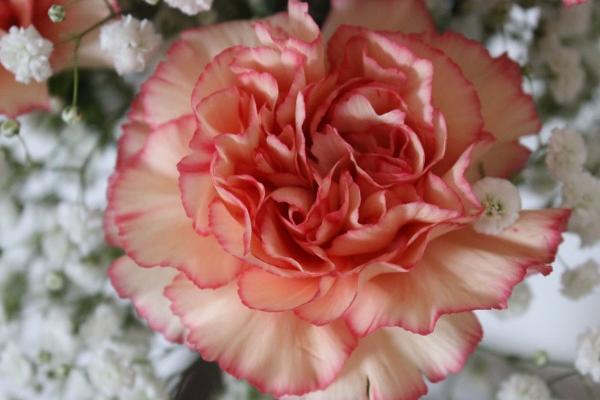 2024财运好的生肖 2024年有机会暴富的生肖