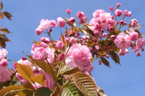 人品好最靠谱的生肖男 哪些生肖男最靠谱