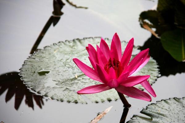 内心最凶残的生肖男 心狠手辣的生肖男