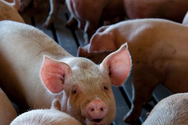 生肖龙2024年下半年运势 运势情况相对平稳